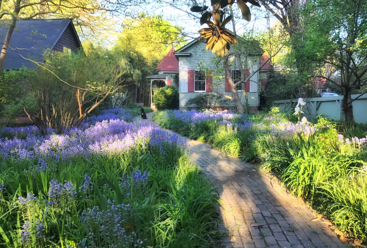 Front Garden Path Looking West, featuring Hyacinthoides hispanica – April 7, 2016