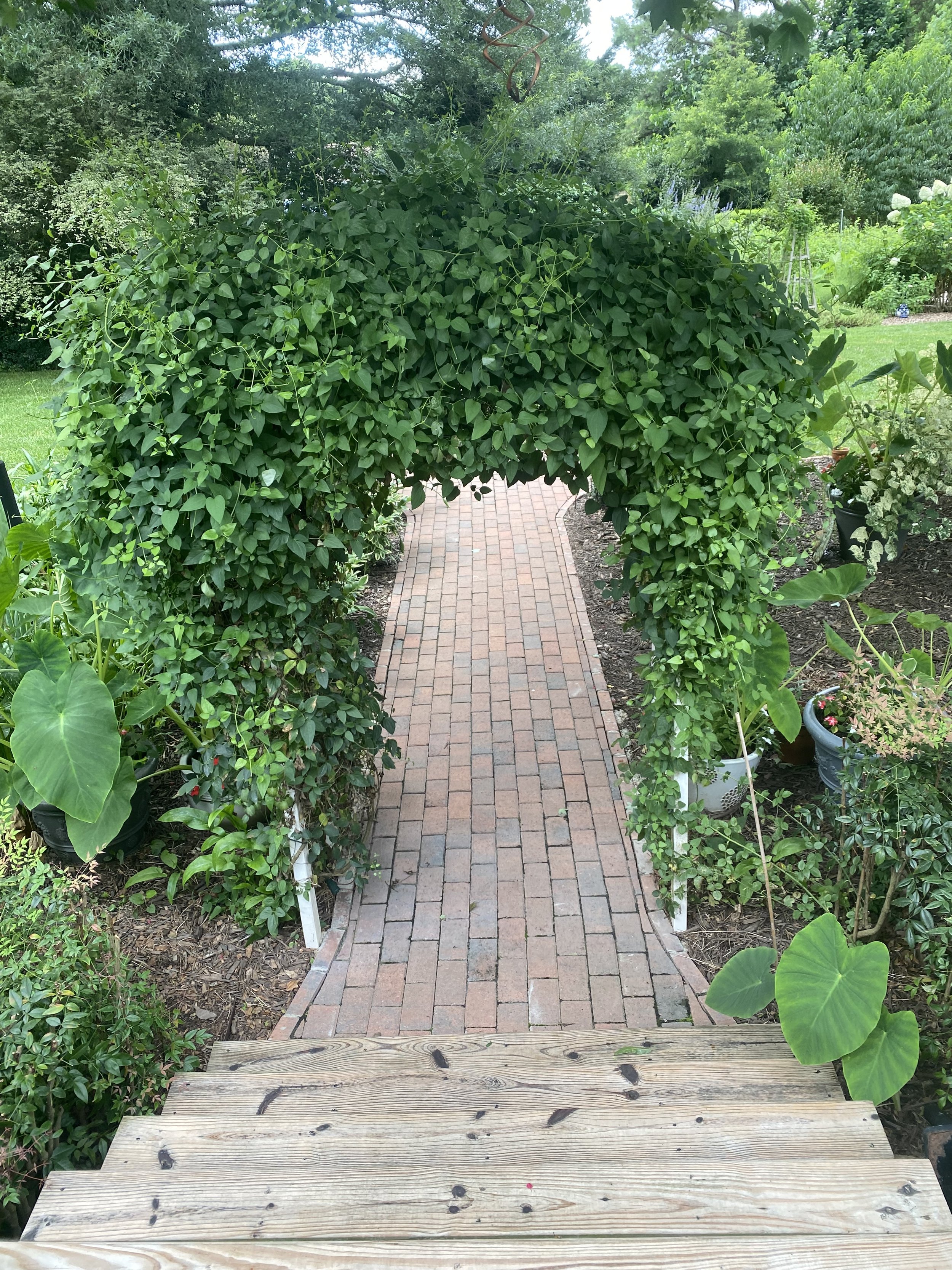 Garden 4 Brick path beneath arbor.JPG
