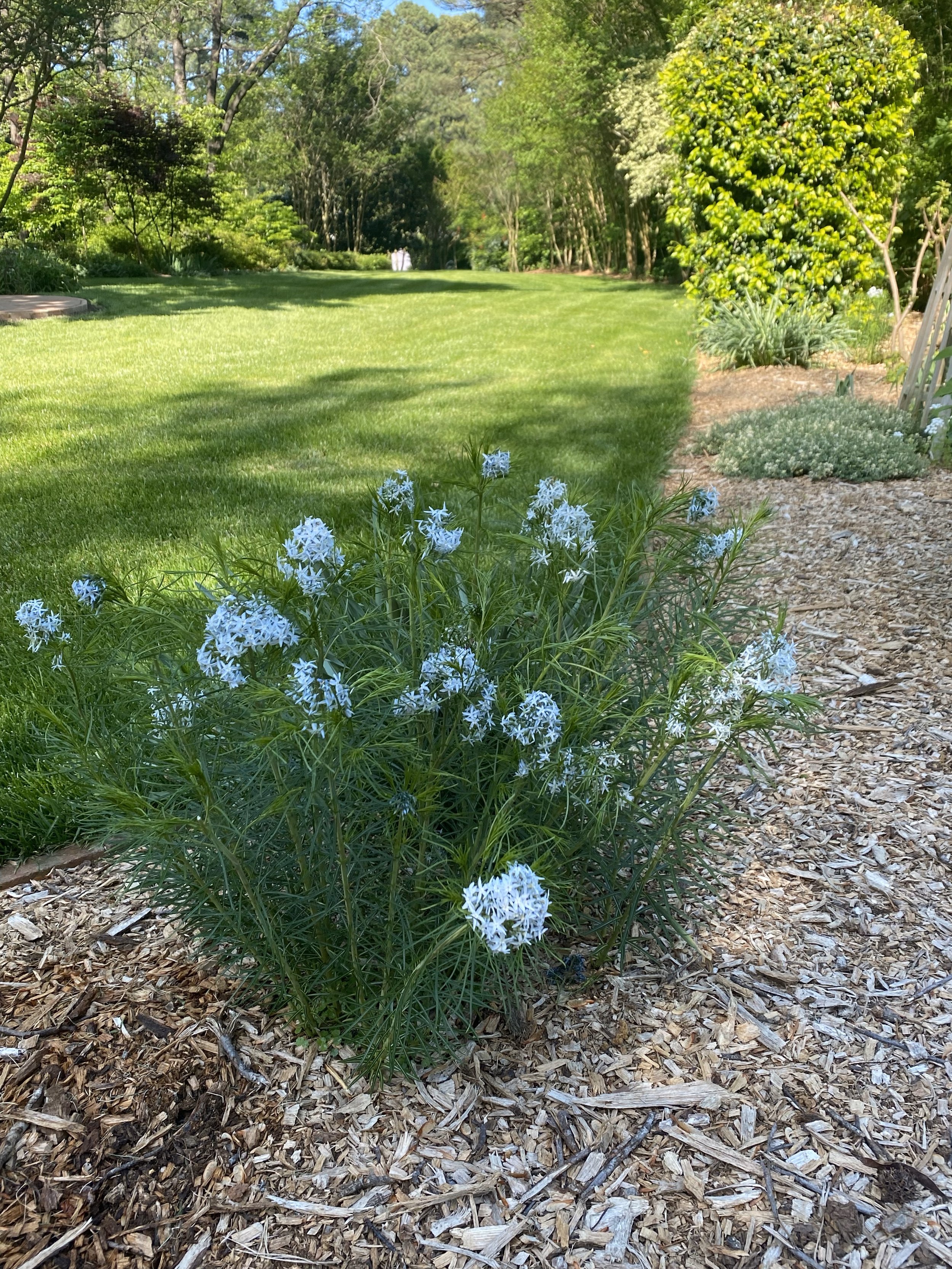 Garden 4 Lush grassy yard jpg.jpg