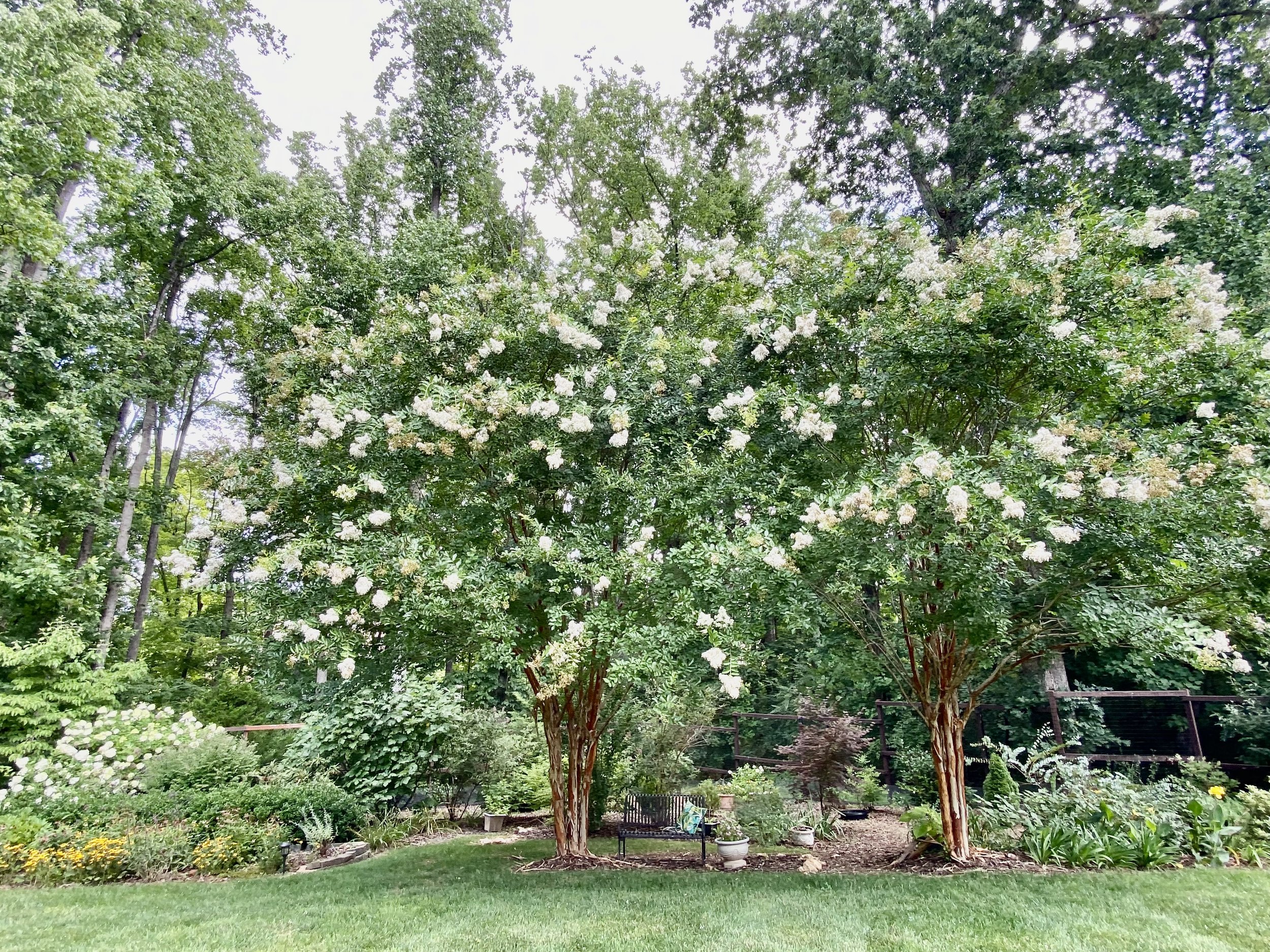 Garden 7 Crepe Myrtle trees in bloom.jpeg