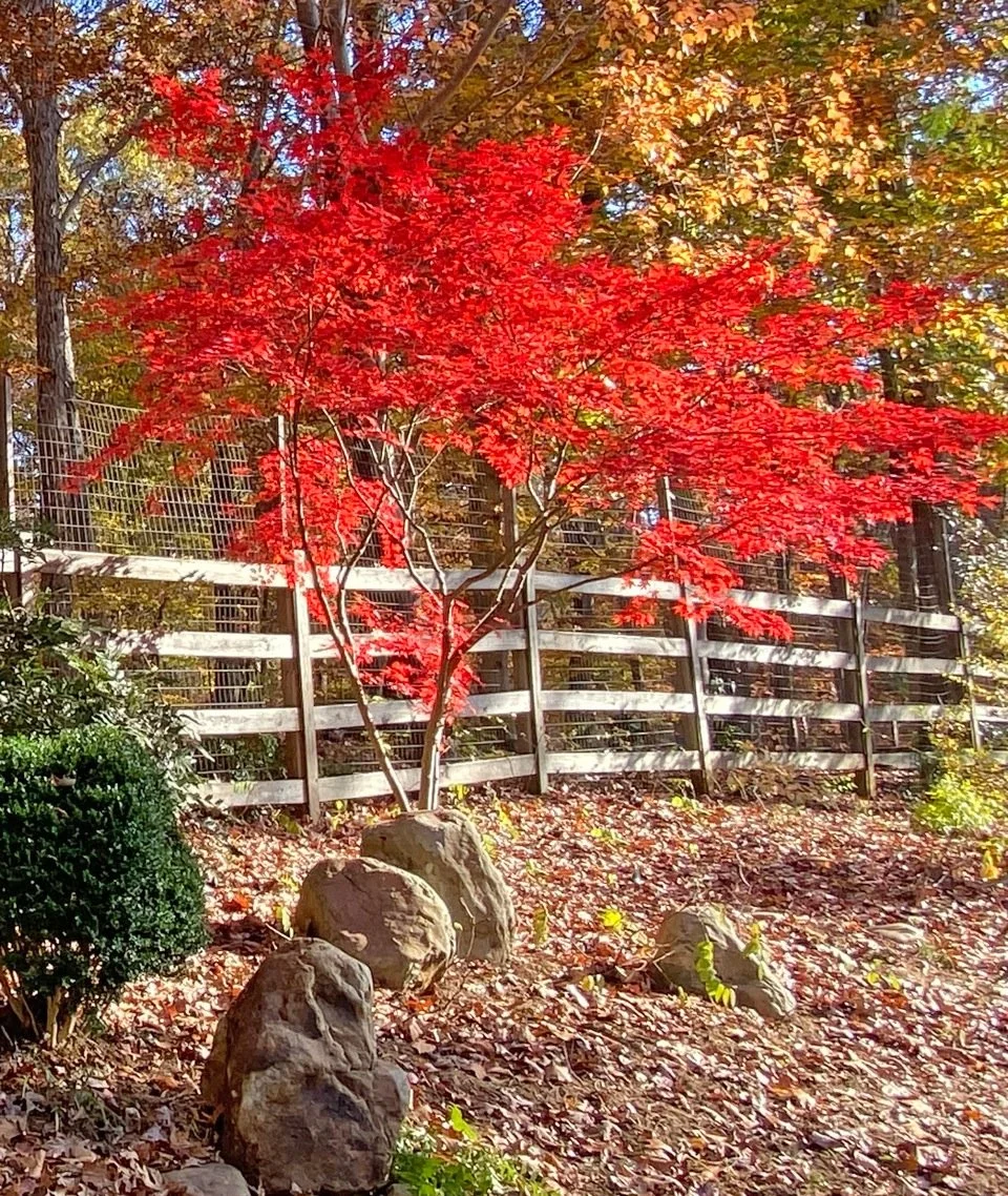 Japanese Maples, A Collector’s Perspective- Jim Swanson