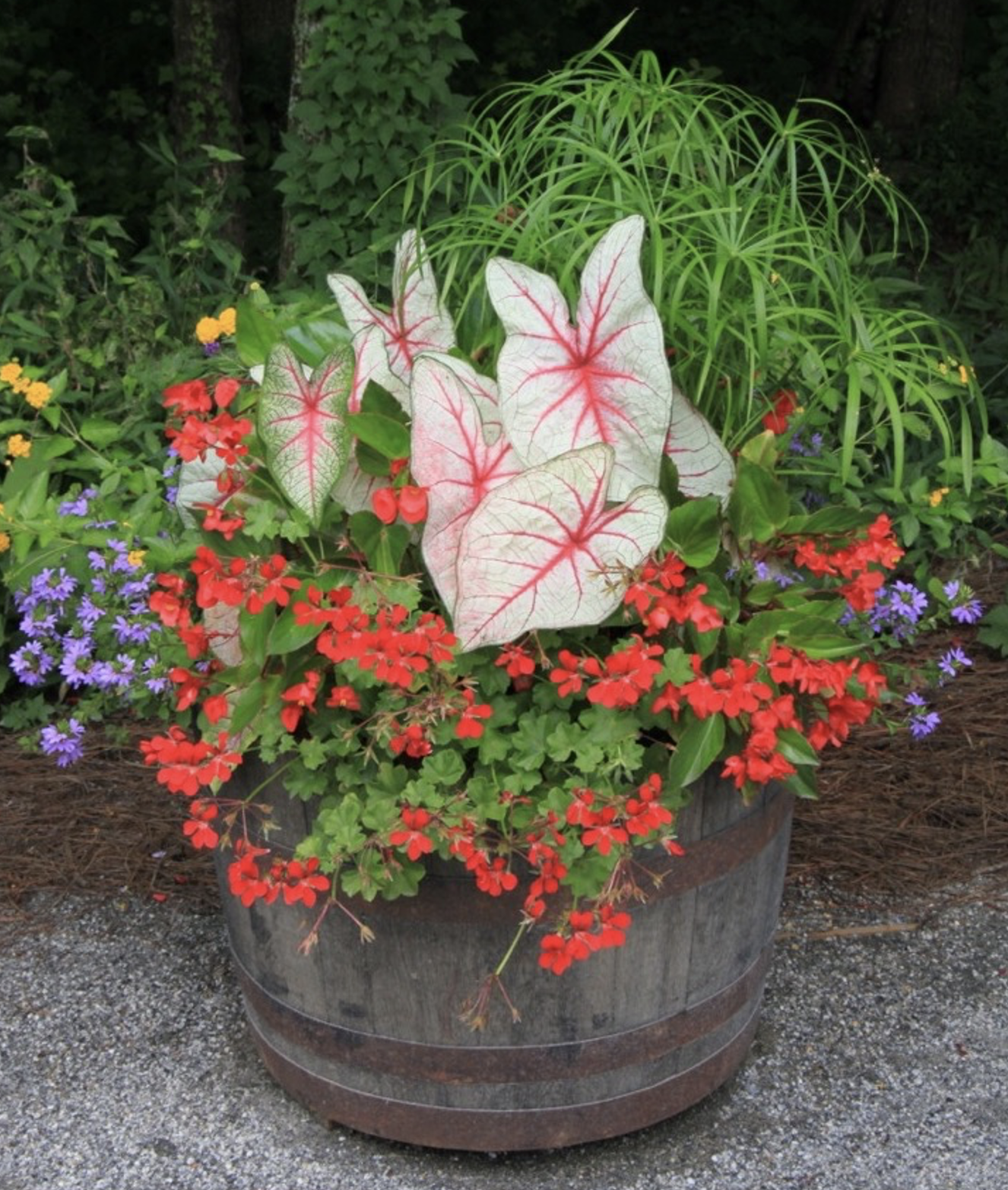 Feb 4- Gardening in Containers: The Trend That Keeps on Growing by Bryce Lane