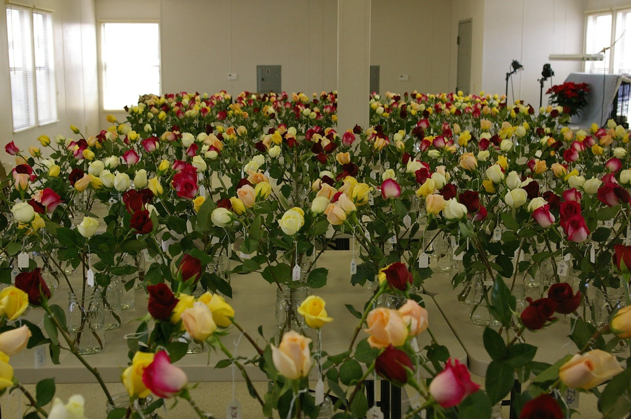 Jan 6- The Secrets of Roses Revealed by John Dole