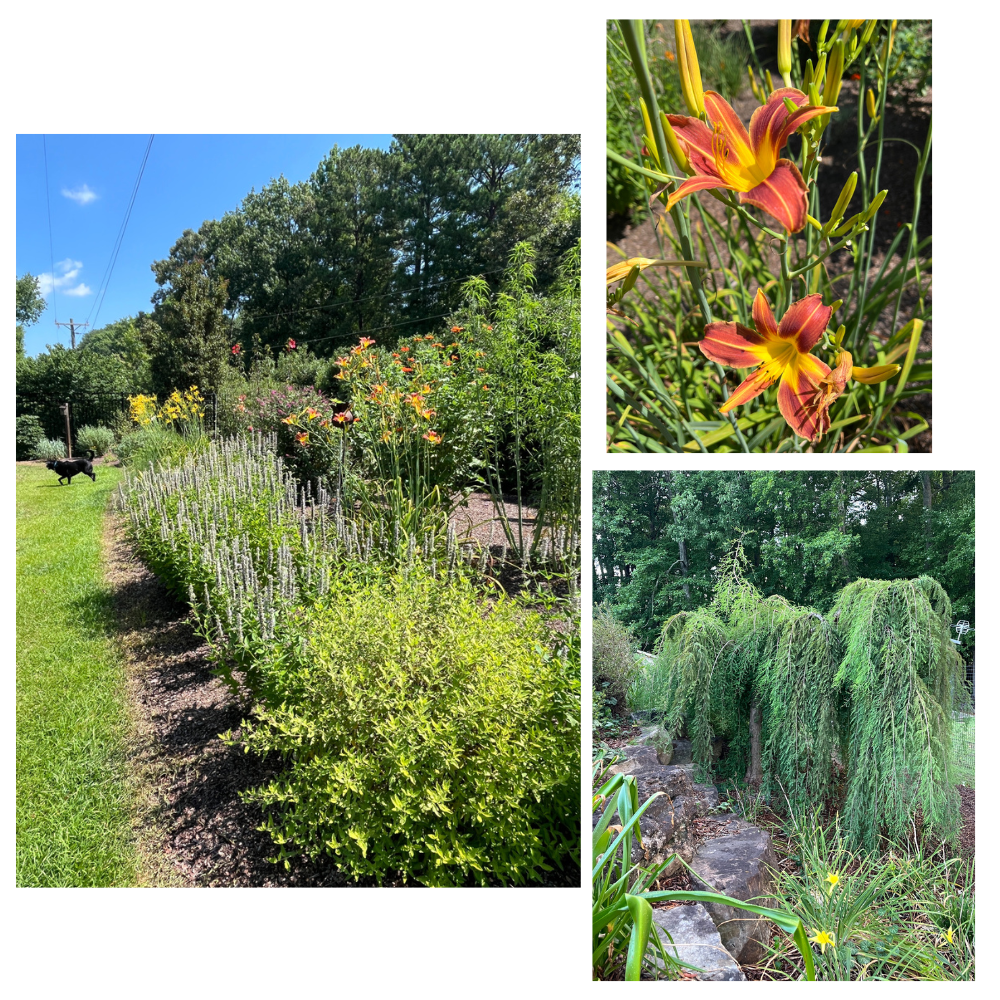 Nov 4- A Walk Through My Garden, by Dennis Werner