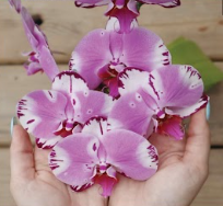 May 5- Orchids, Divas of the Dirt by Ericka Doerfler