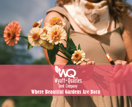 Wyatt-Quarles-Seed-Co-Ad-color.png
