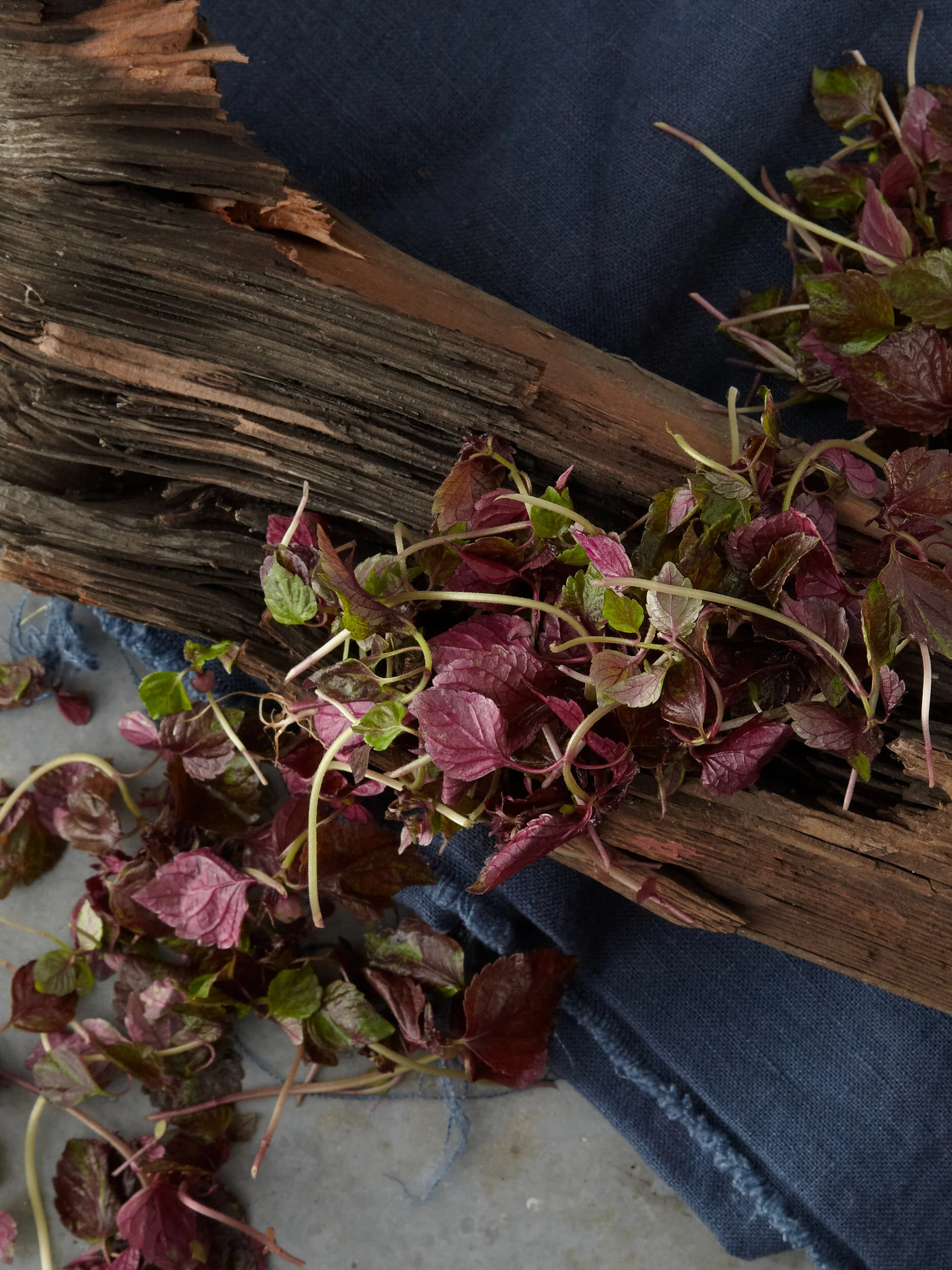 Eiden_Photography_Microgreens_00015.jpg
