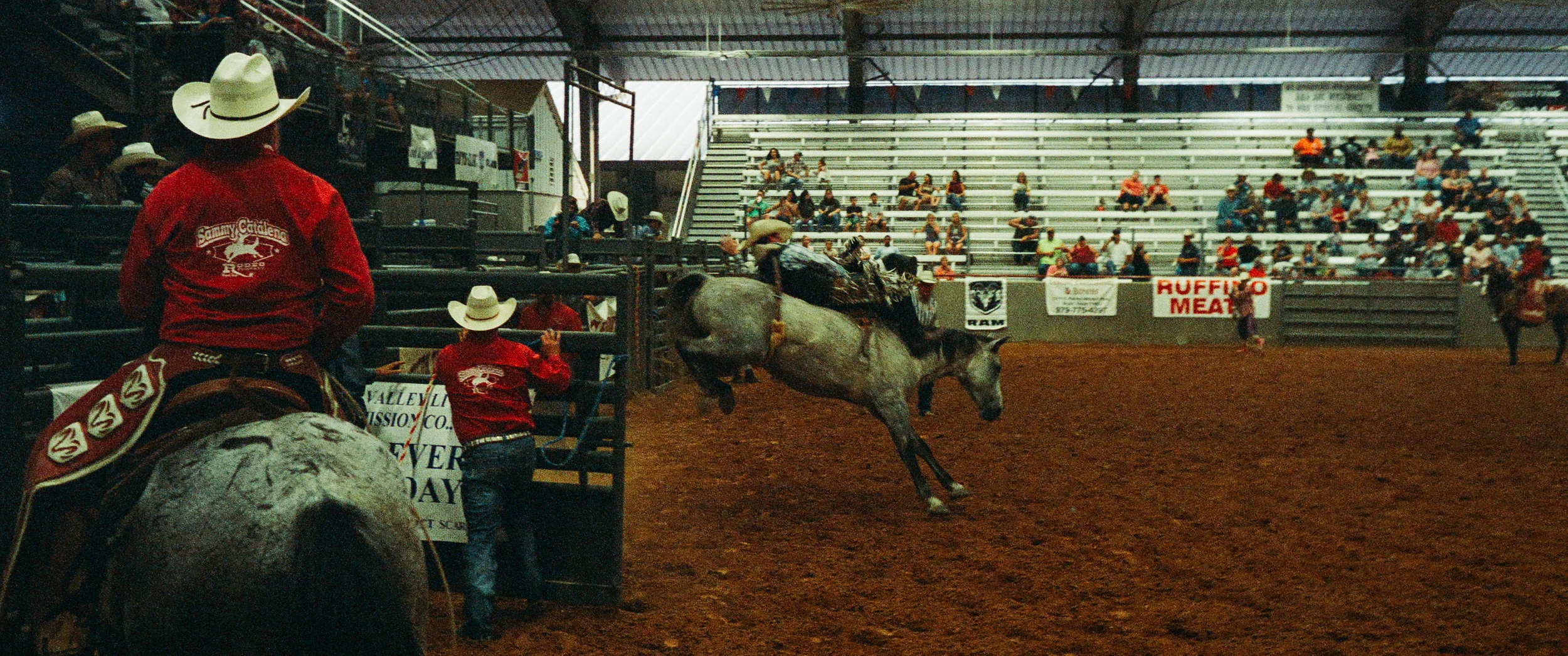bull-7.jpg