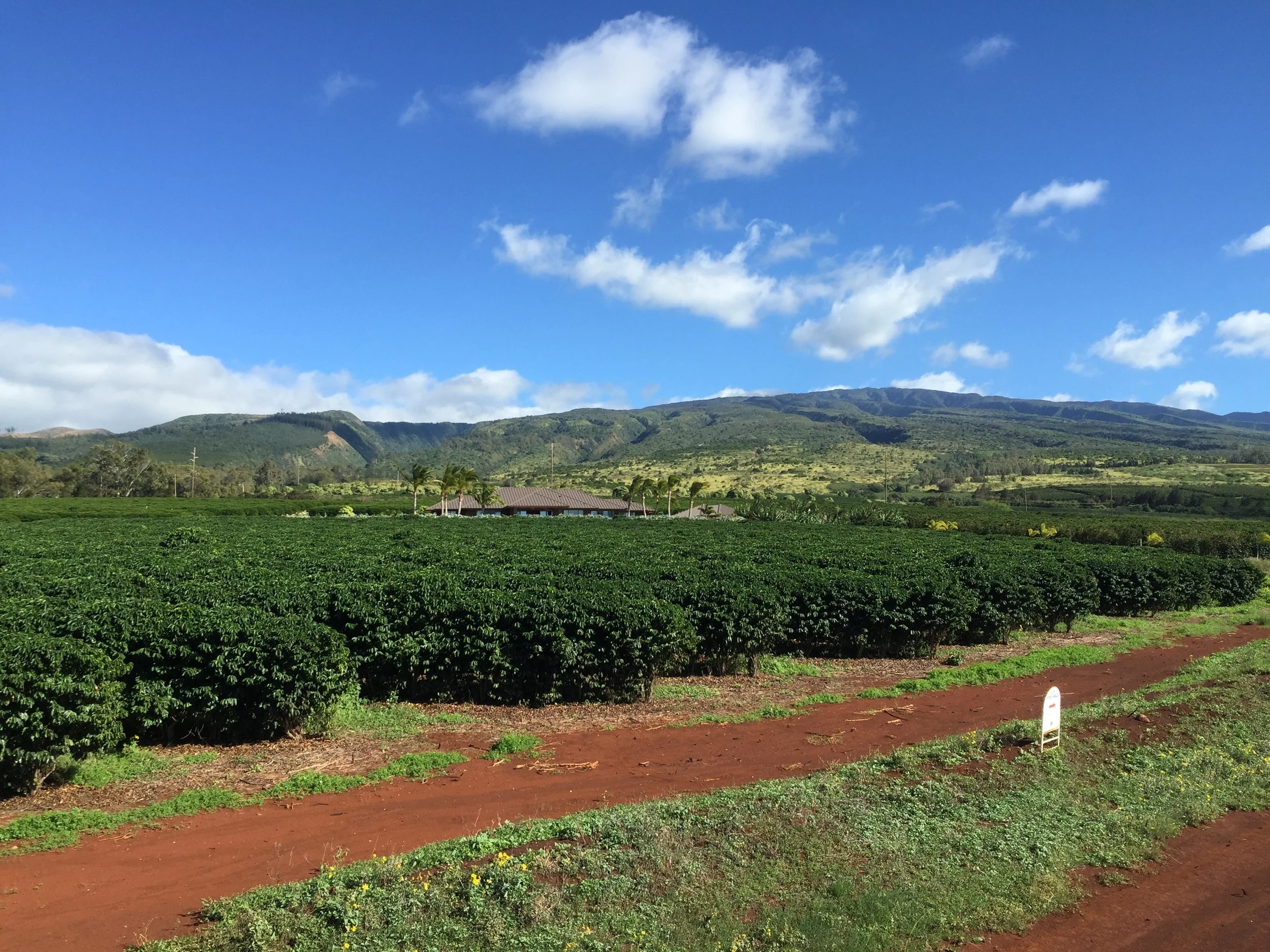 Light Roast Blend — Downtown Coffee Honolulu Coffeehouse Hawaii Coffee Roaster ️