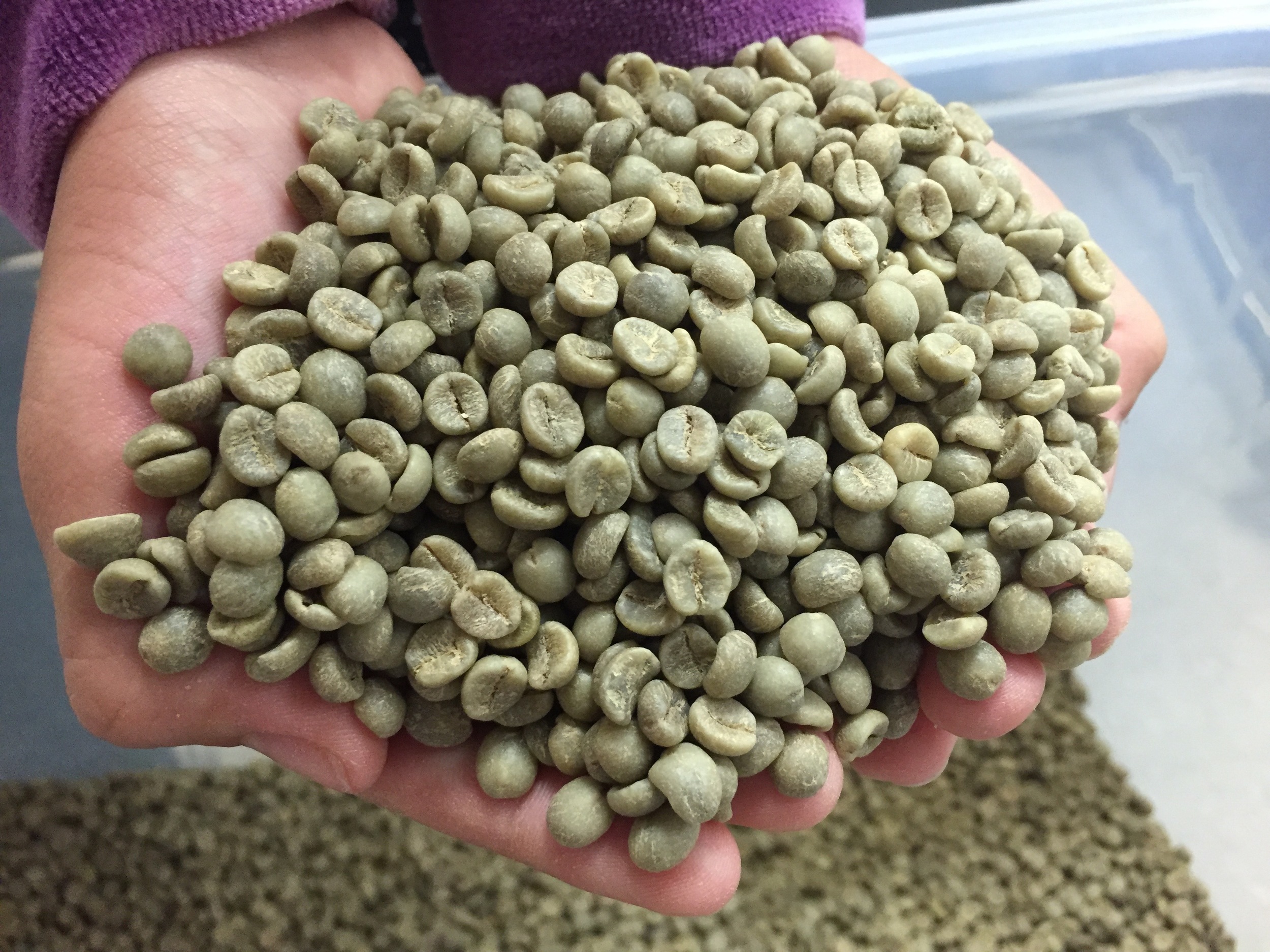 Maui Mokka coffee ready for roasting.