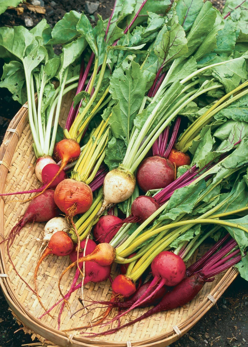 Seasonal Recipe: Beets