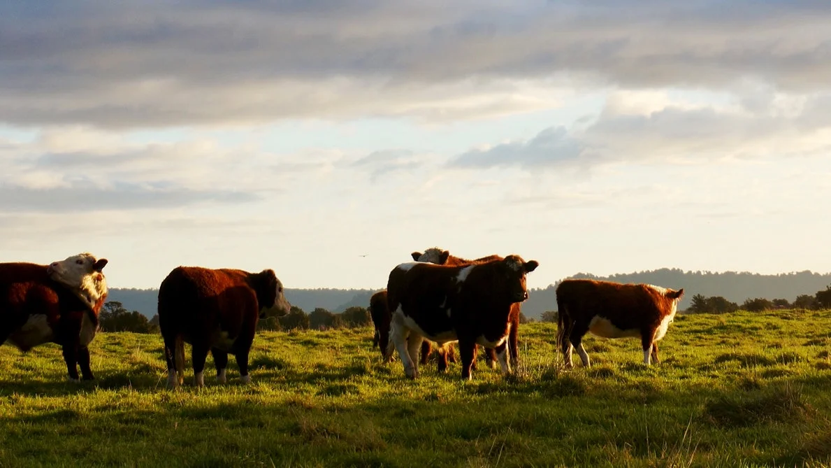 Nutrition Trend: Grass-fed and Pasture Raised