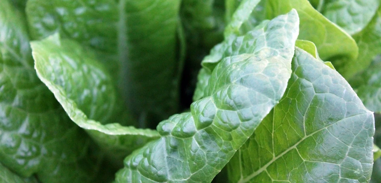 Seasonal Recipe: Swiss Chard