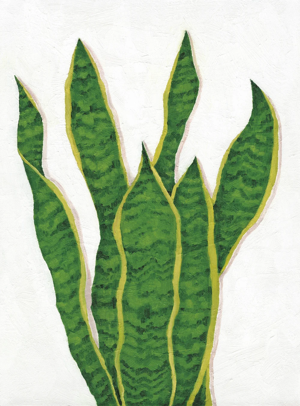 spider plant hawaii Chlorophytum Hawaiian Spider Plant ( Green Variegated ) – In Succulent Love main image 1