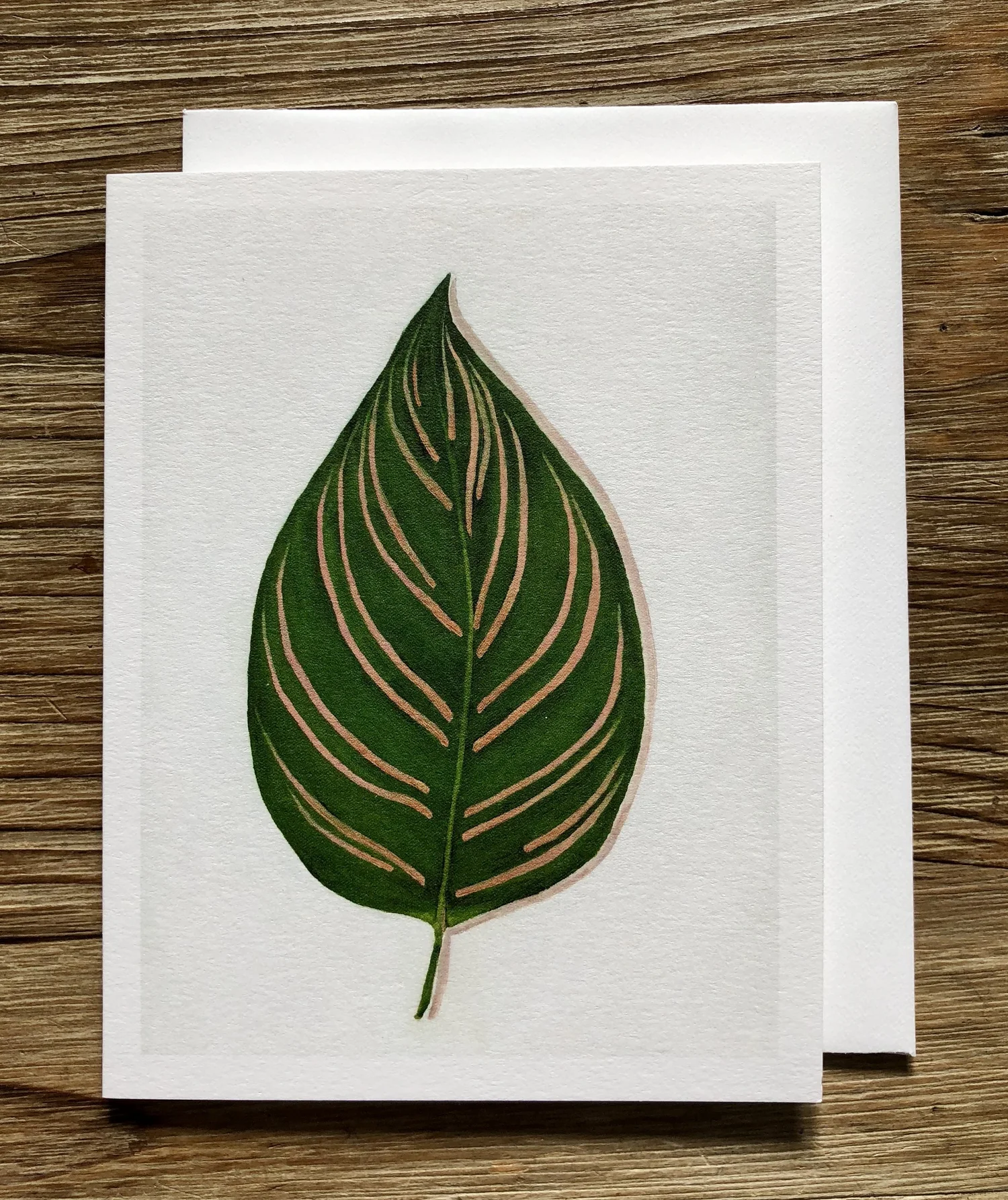 calathea shop Calathea Dottie