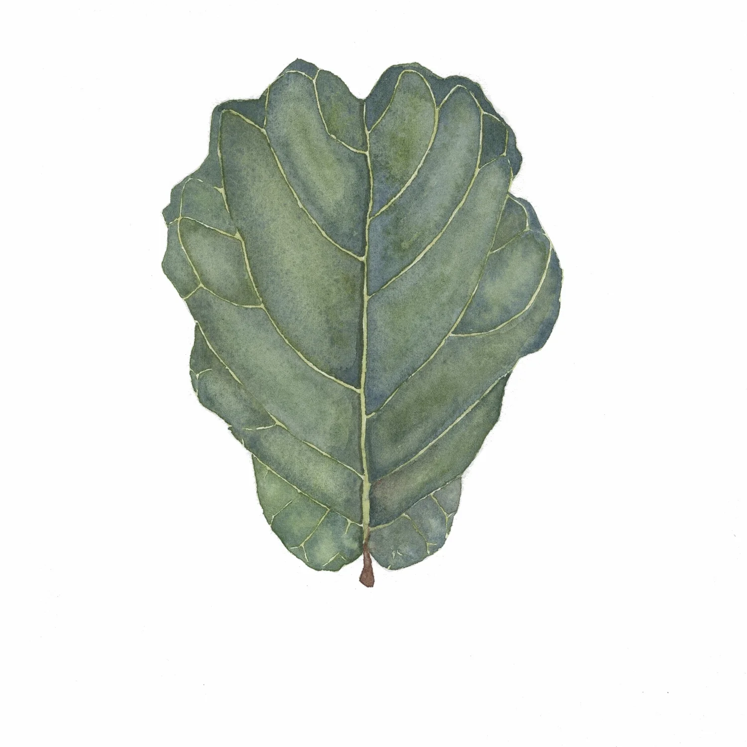 Come Alive Studio - Fiddle Leaf Fig (Water Color) Card