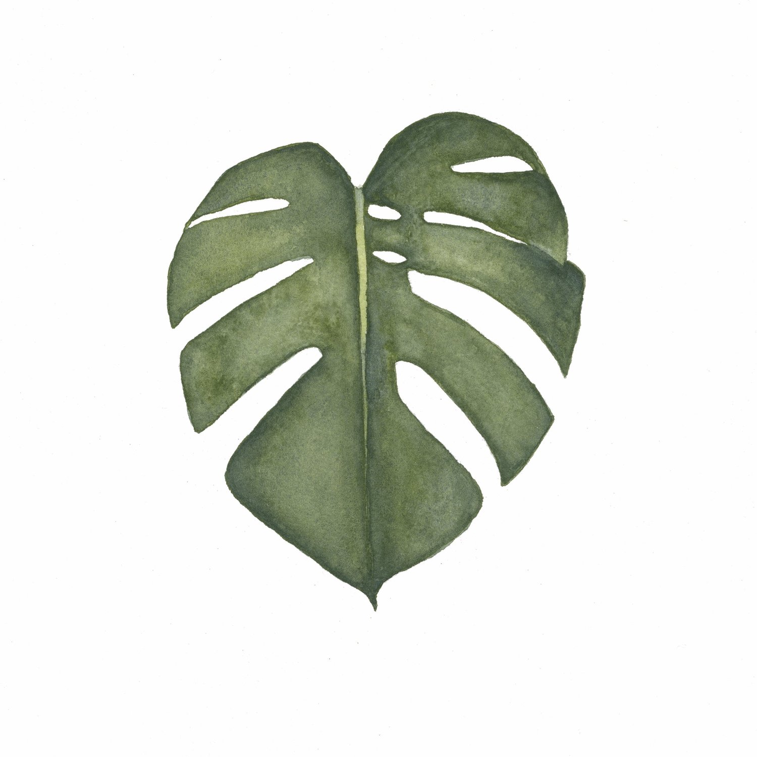 großer philodendron Philodendron Monstera White Wave - Philodendron white wave main image 0