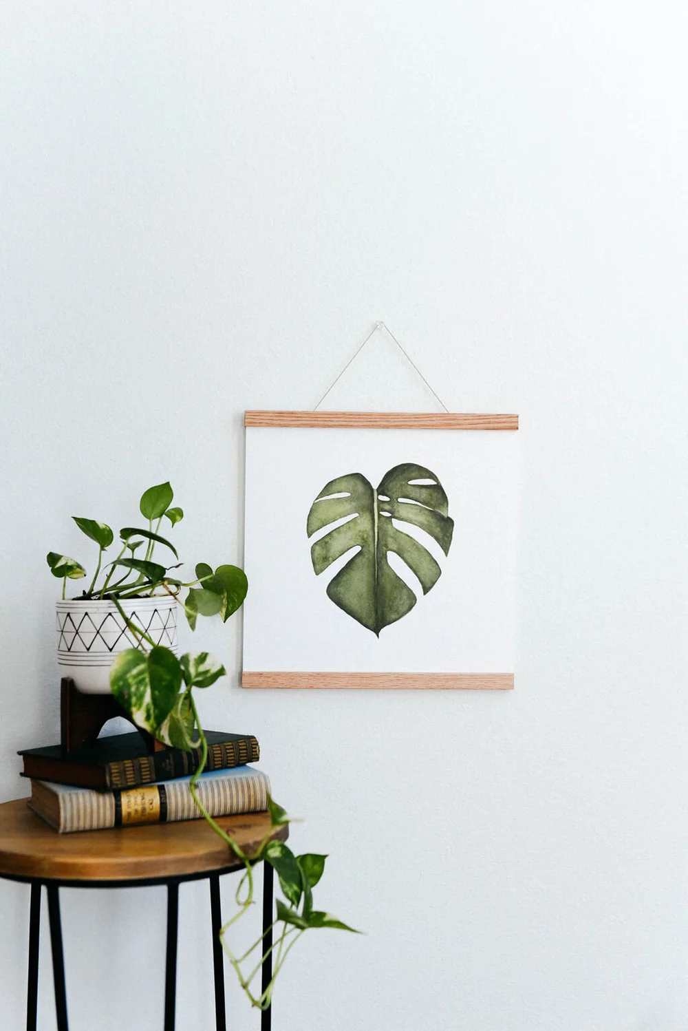 philodendron el choco Philodendron El Choco Red Notched and Blotched
