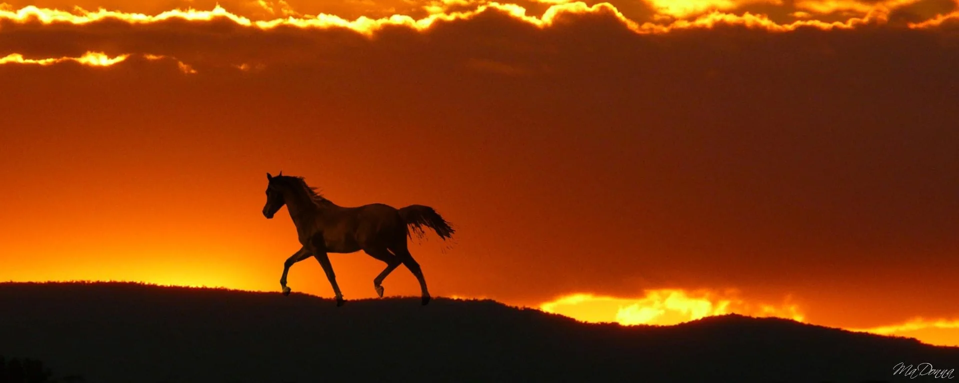 A horse.