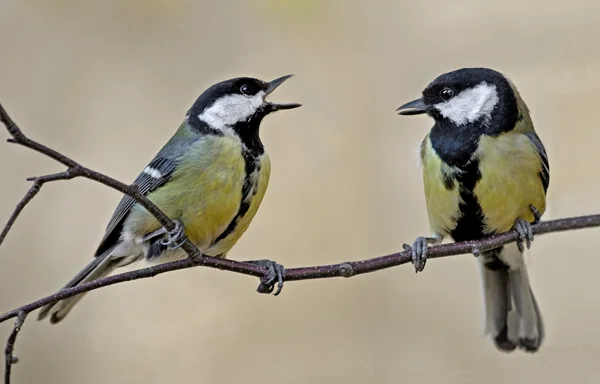 On par with these Tits.