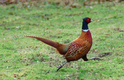 The most pleasant mother pheasant plucker that has ever plucked a mother pheasant.
