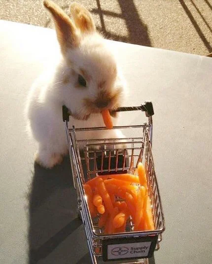 RABBITS ARE TERRIBLE SET BUYERS.