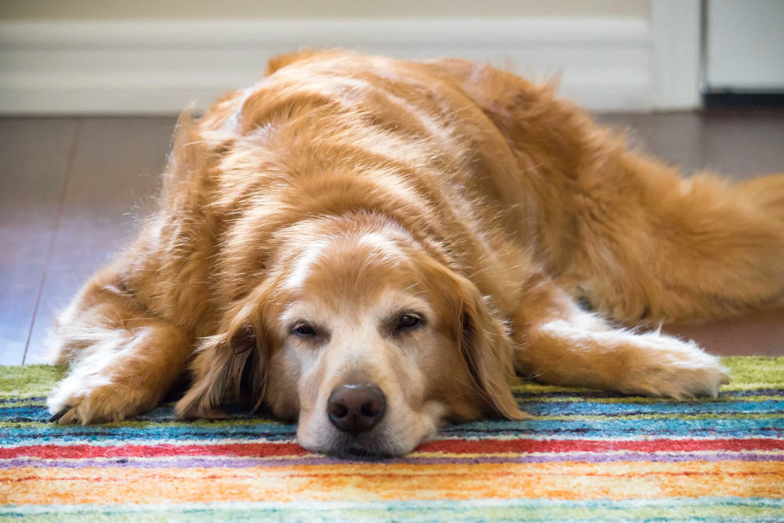 Simon the Golden Retriever, RIP, 1.24.17, 4:29pm. Sorely missed.