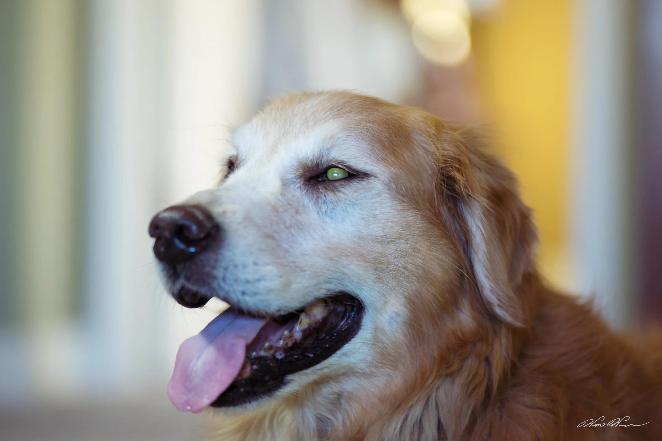 Simon the Golden Retriever smiles.