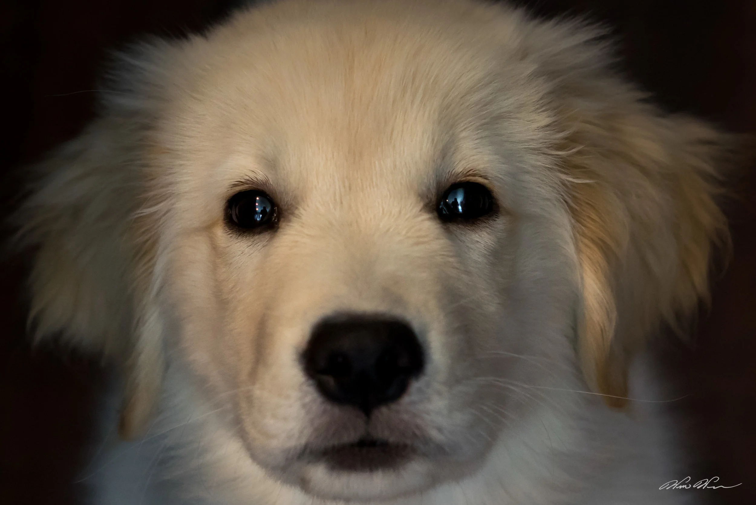 Jasper the Golden Retriever is the newest edition to our family (12 weeks-old)