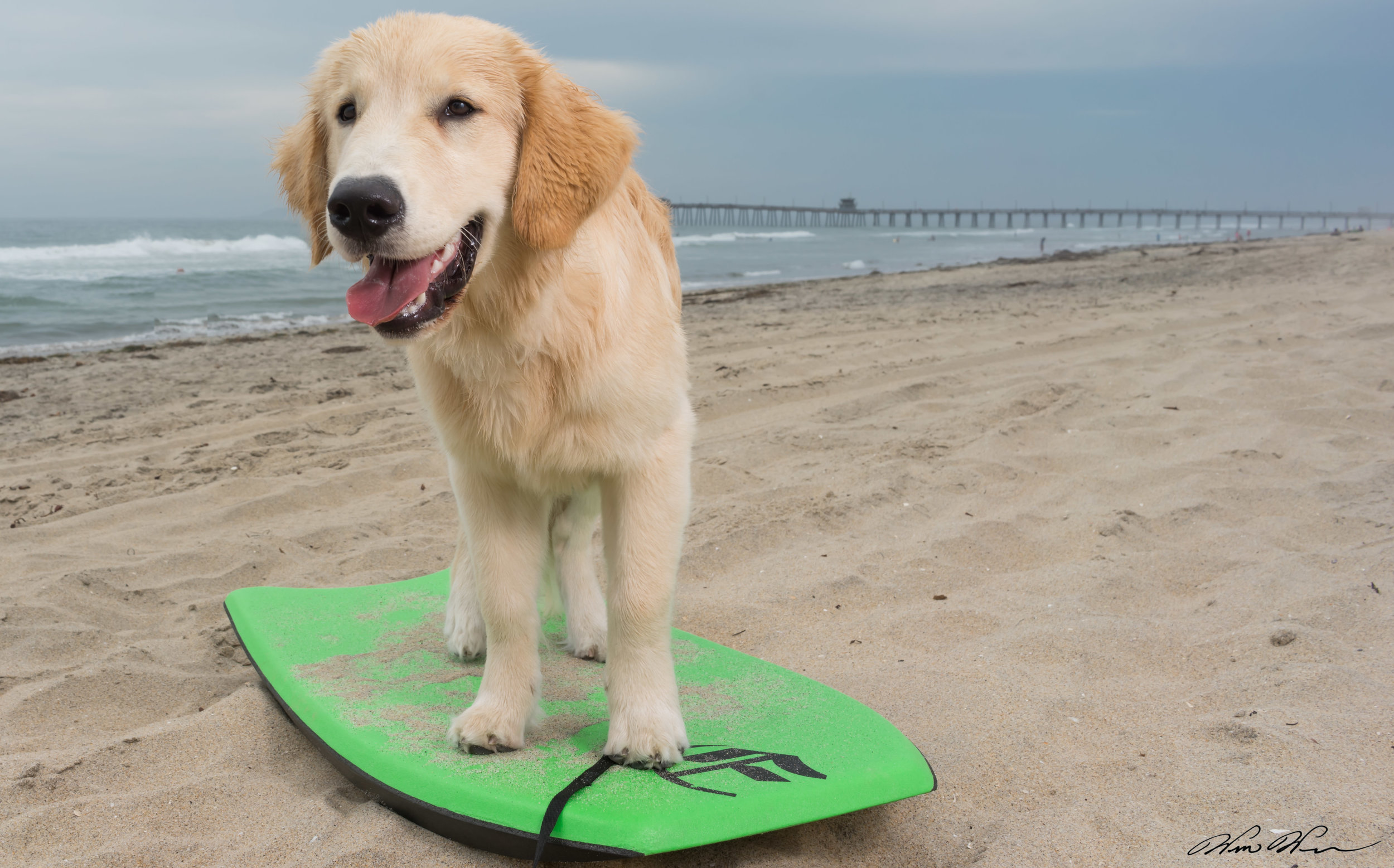 Jasper the Surfing Golden Retriever