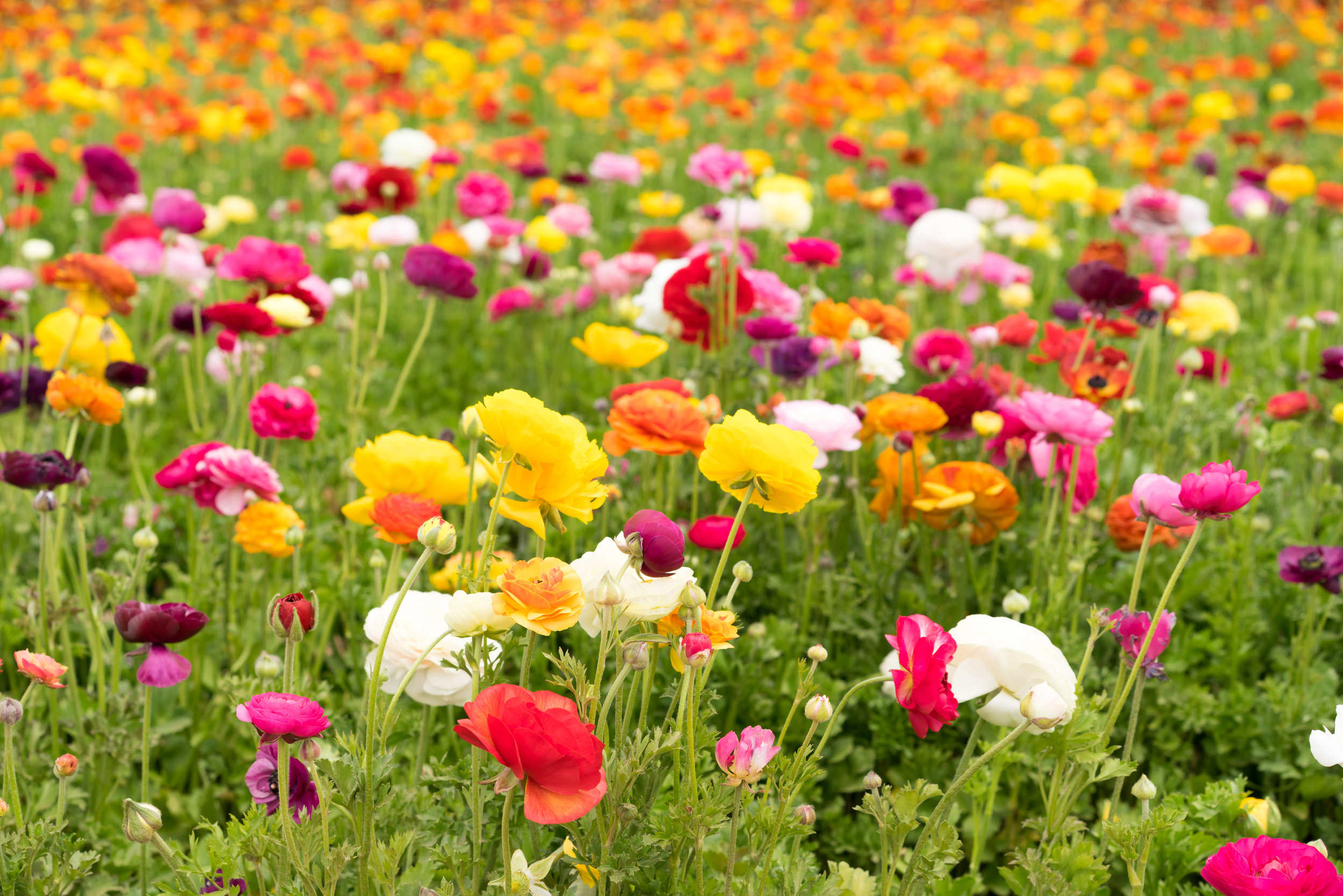 Flower Fields Forever William Edwin Willis Flower Fields Forever William Edwin Willis
