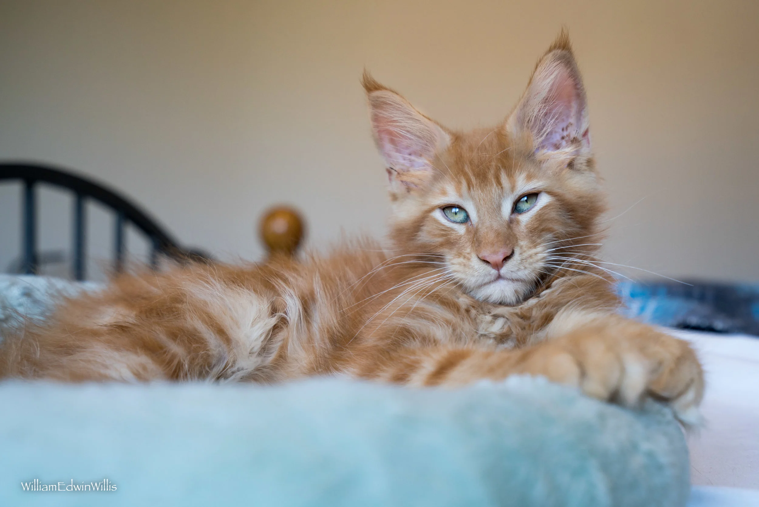 Hamilton the Russian Maine Coon