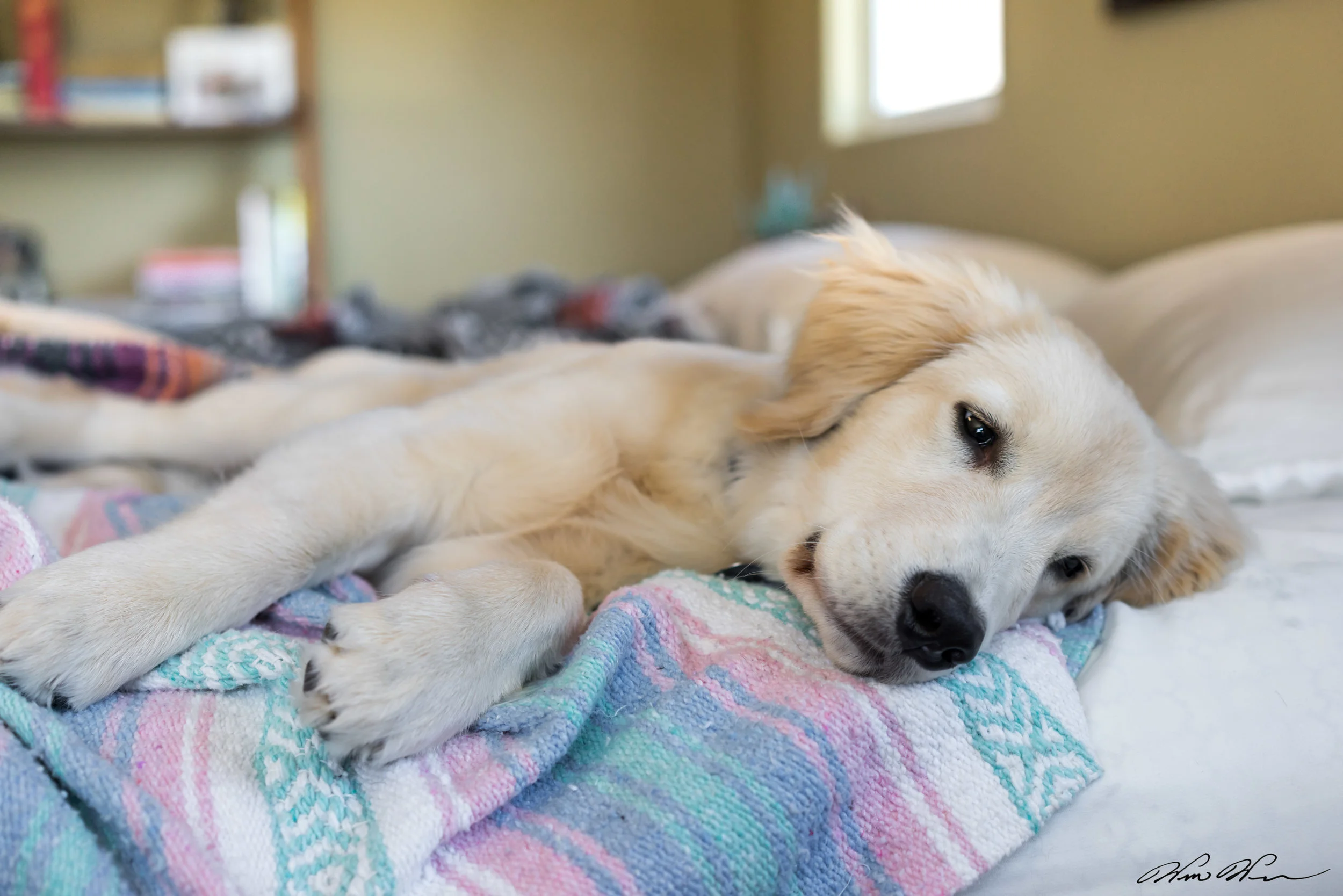 Jasper the Golden Retriever