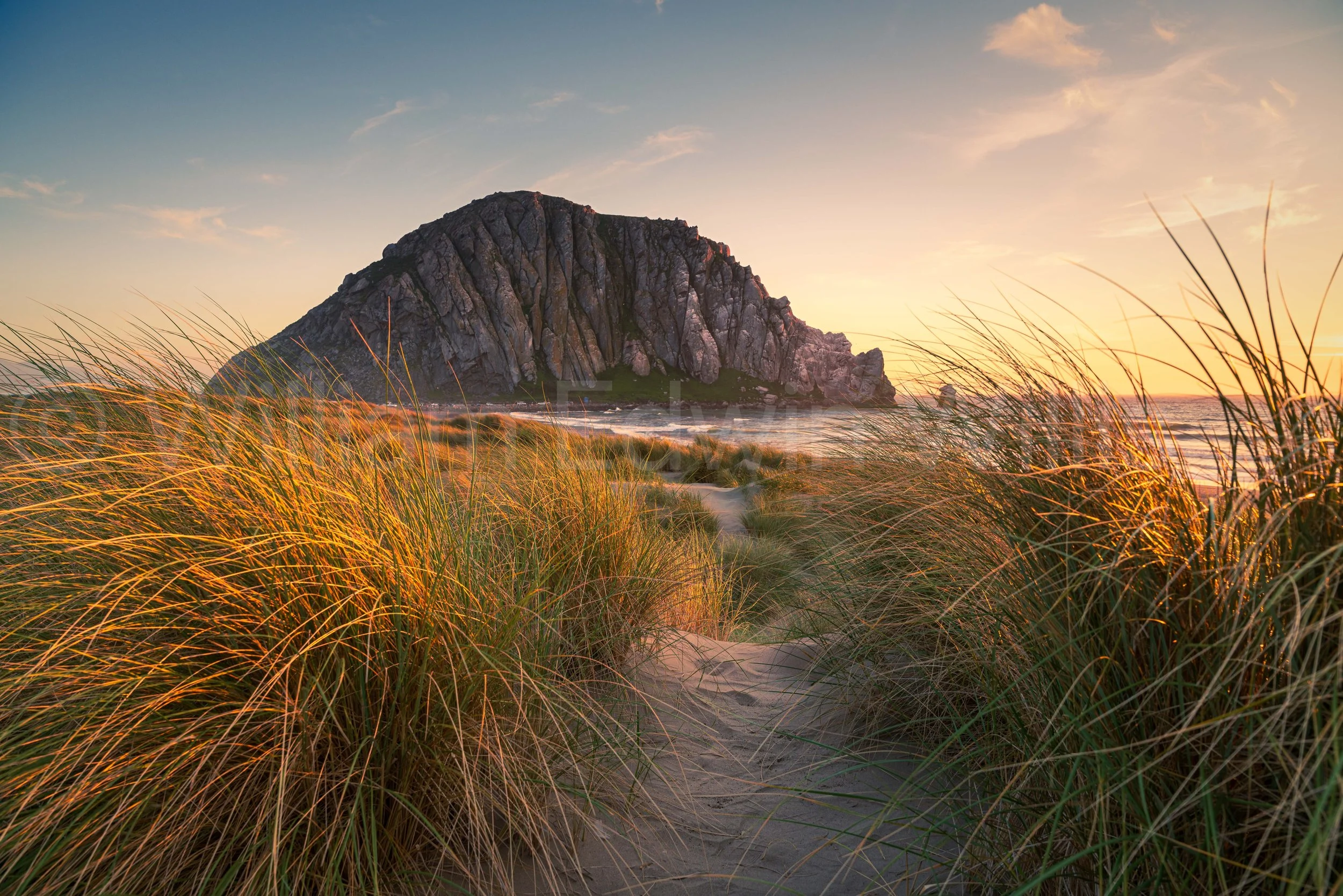 Tall Grass - Morro Rock