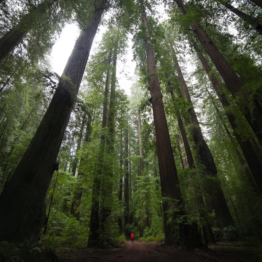 Red Woods National Park, California 
