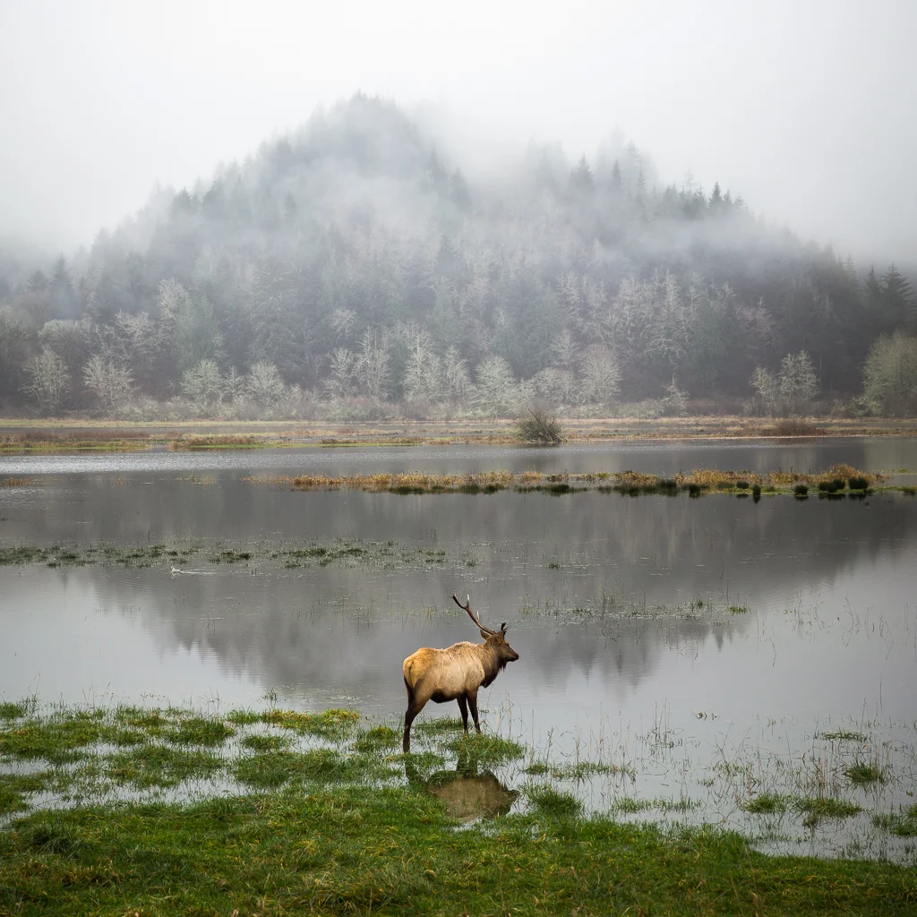 Elk on a lake, California 