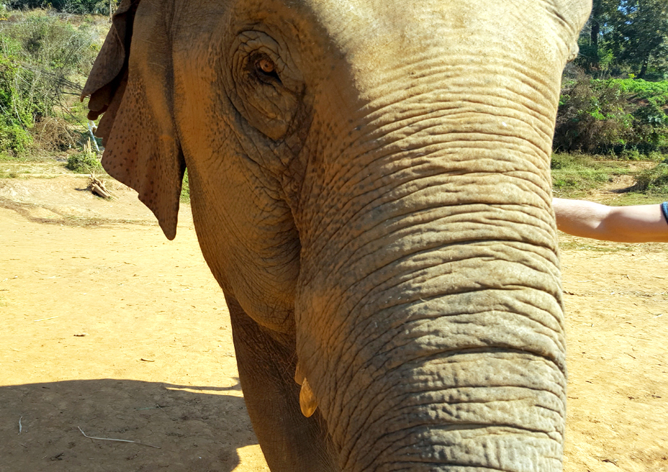 Below is our 3-step (somewhat successful) attempt at taking a couple-feeding-the-elephant selfie.