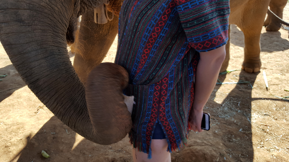 They will pickpocket you for bananas if you don’t feed them right away... Pigs.