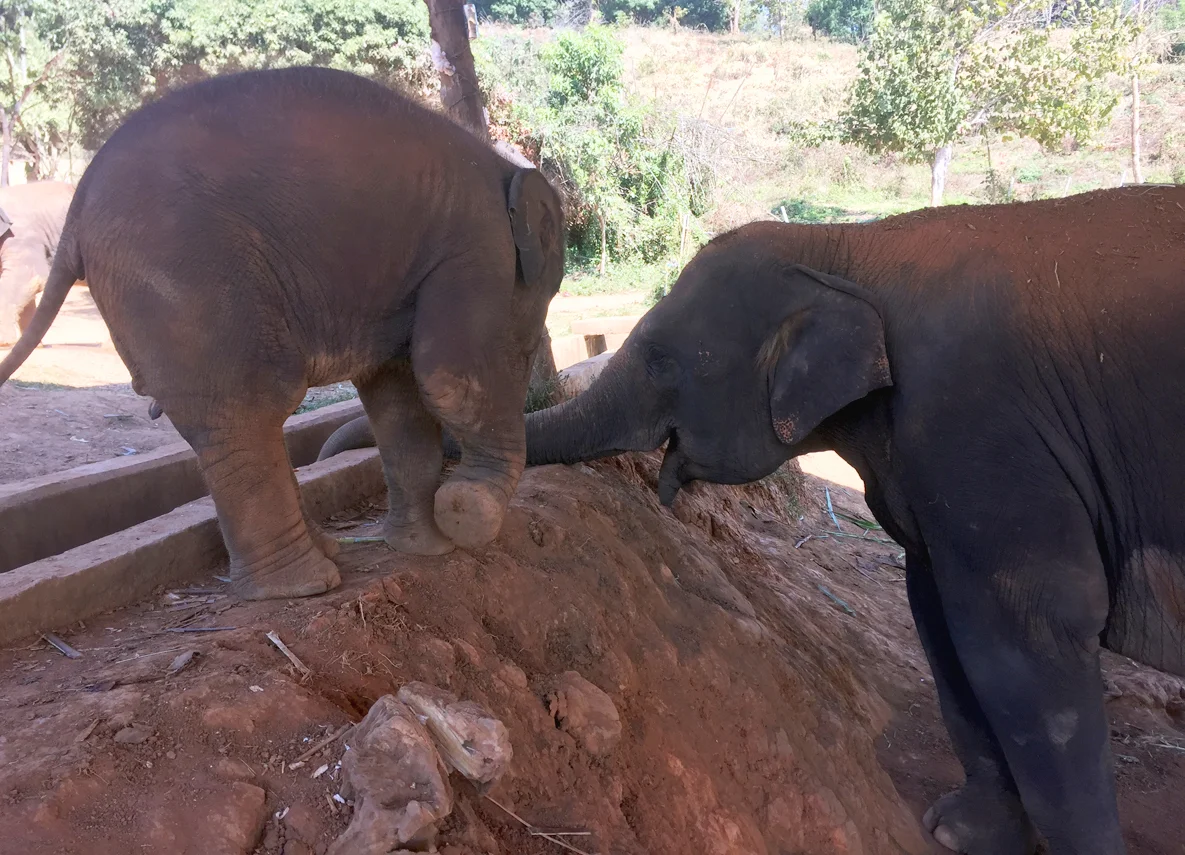 Taking a drink.