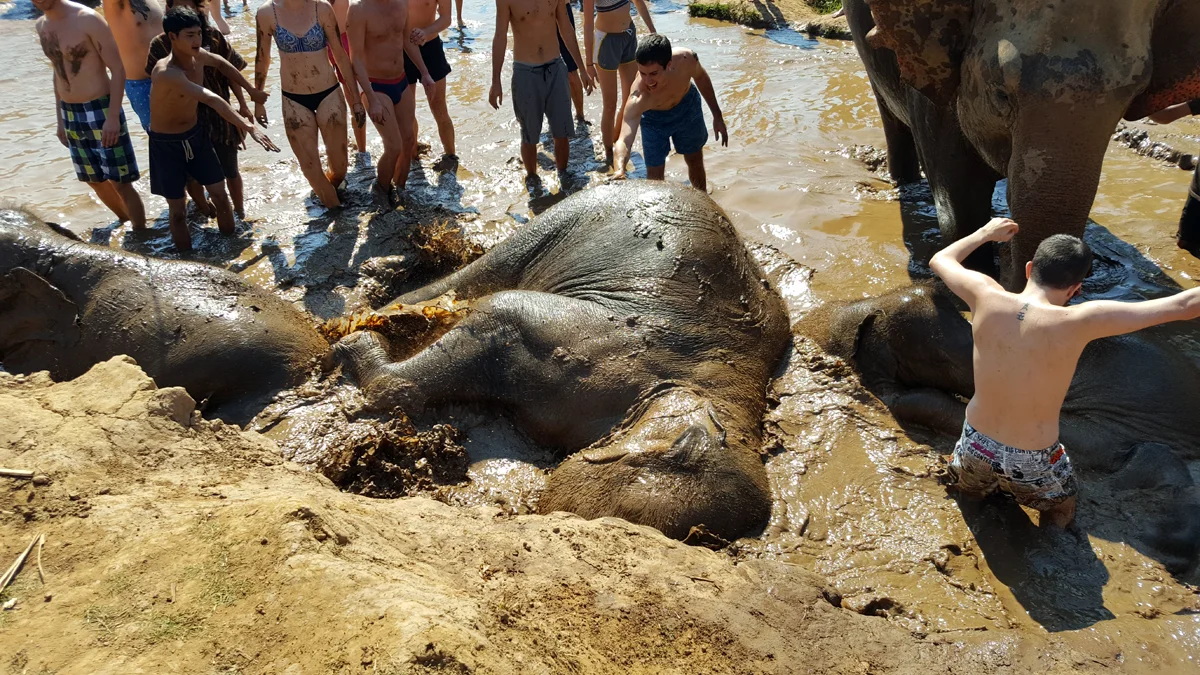 TOURIST TIP : do NOT bathe WITH the elephants - this guy almost got trampled on multiple occasions.