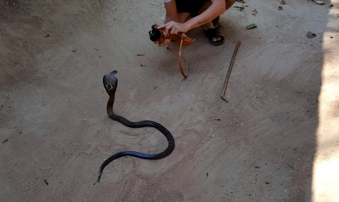 No biggie, just a monacled cobra.