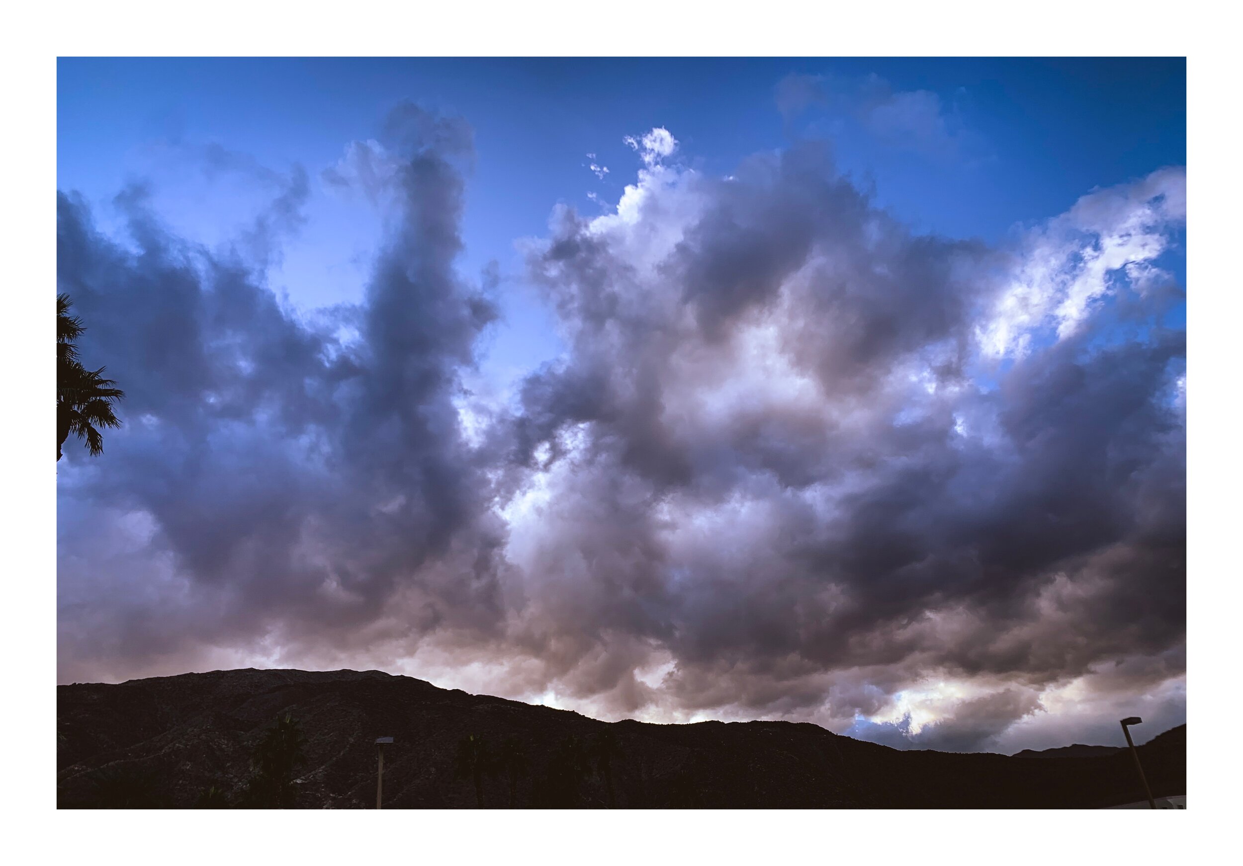 "Joshua Tree, 2019" 