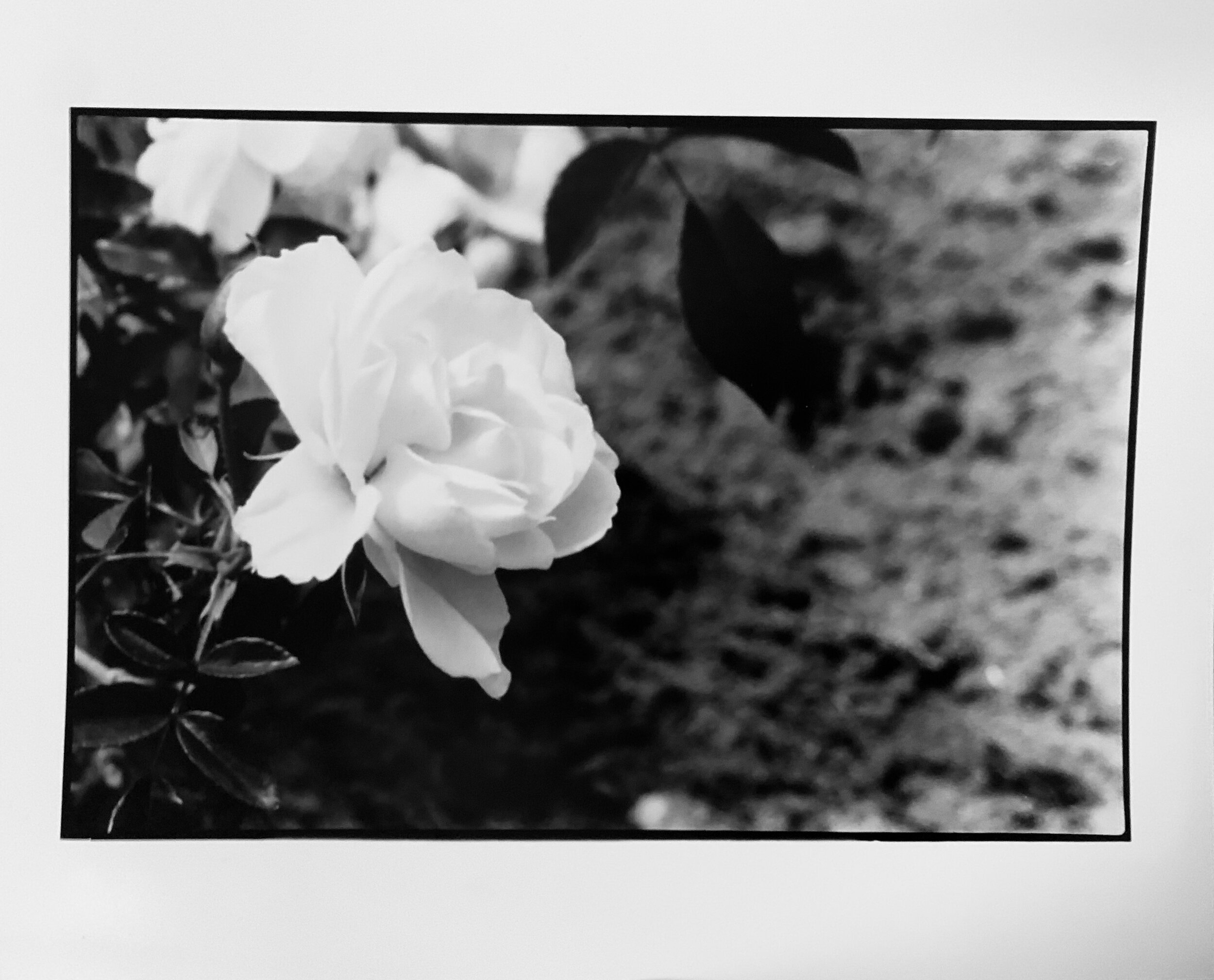 B&amp;W Film Print 2