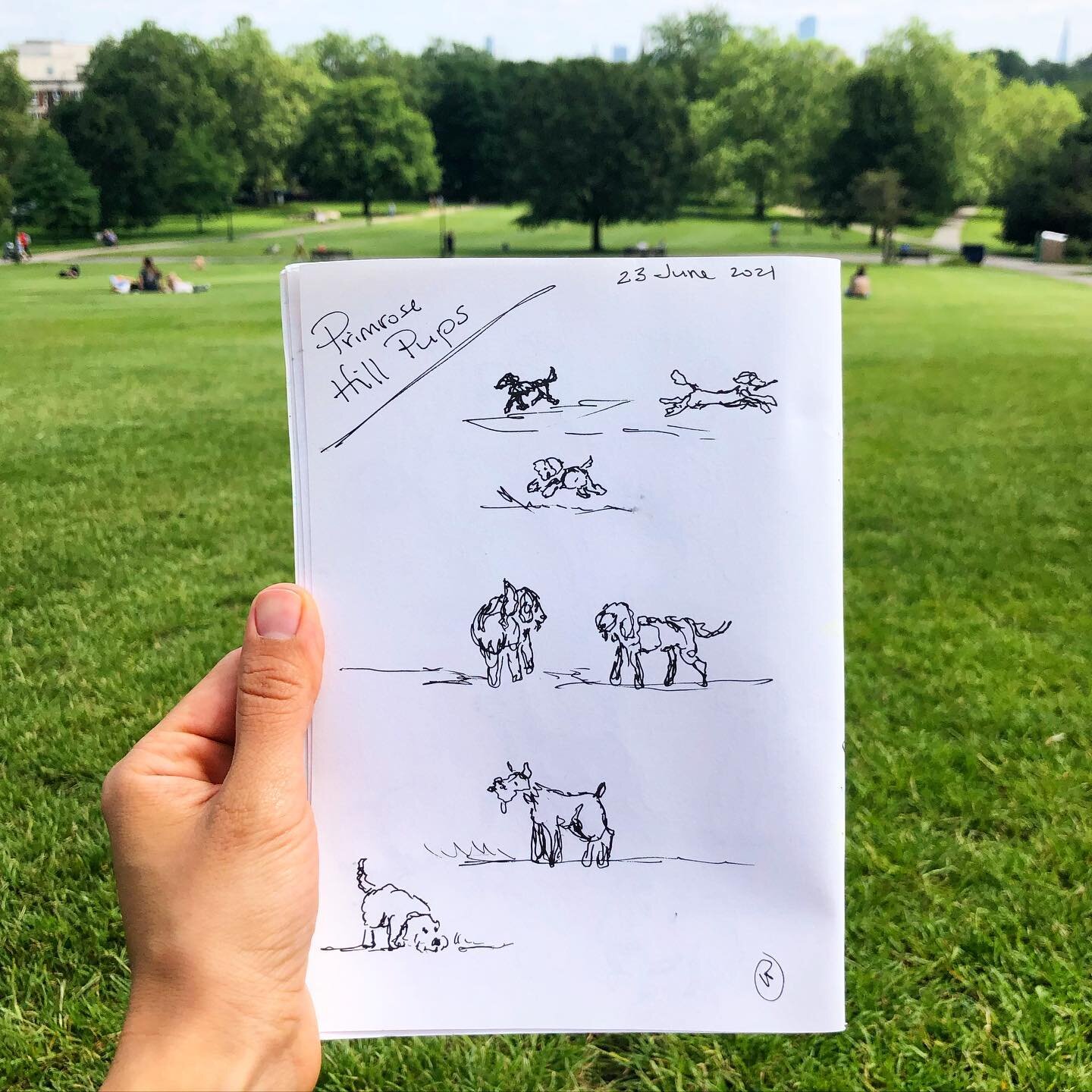 pups of primrose hill #puppies #primrosehill #illustration #sketches #sketchbook #penandink #thinkcreatewrite