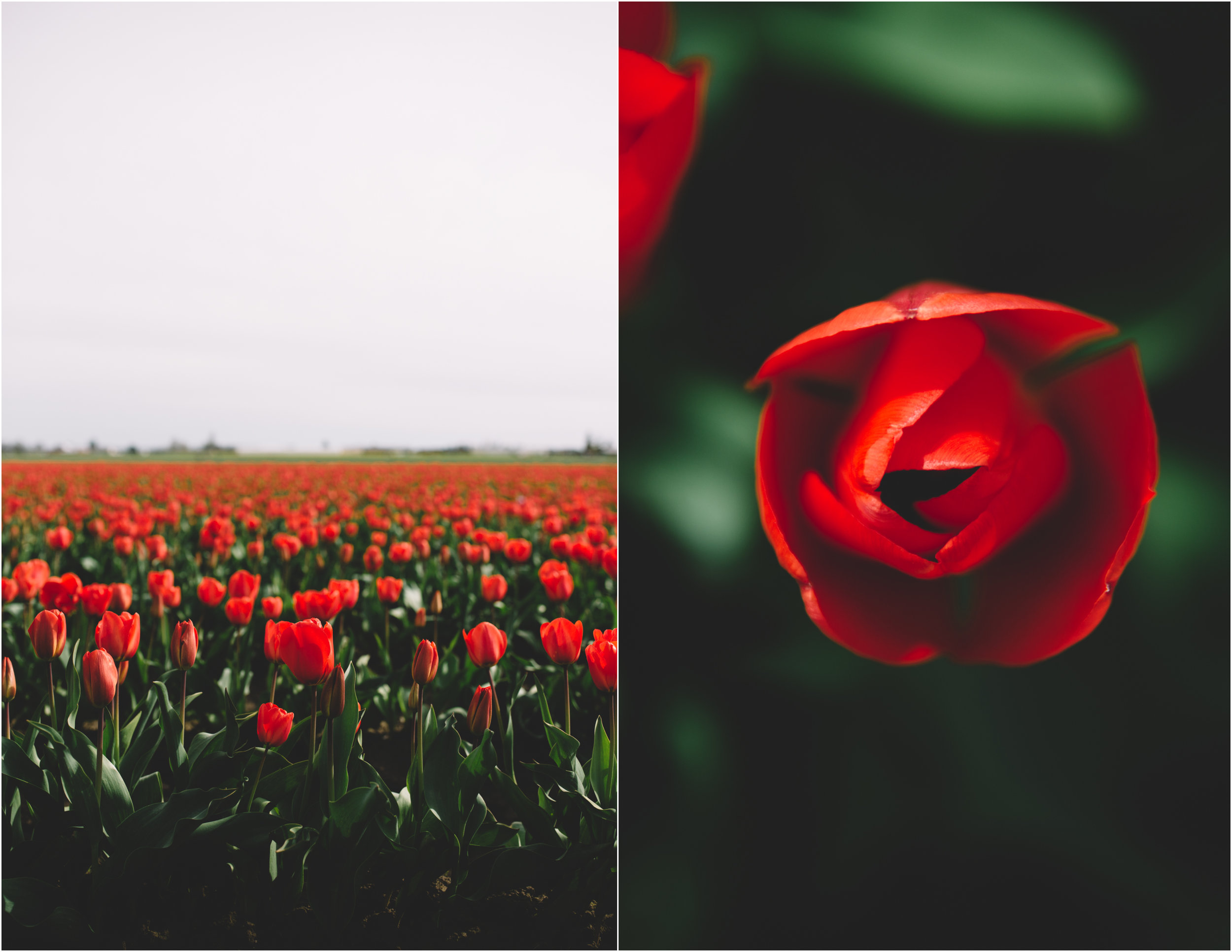 Tulips_2.jpg