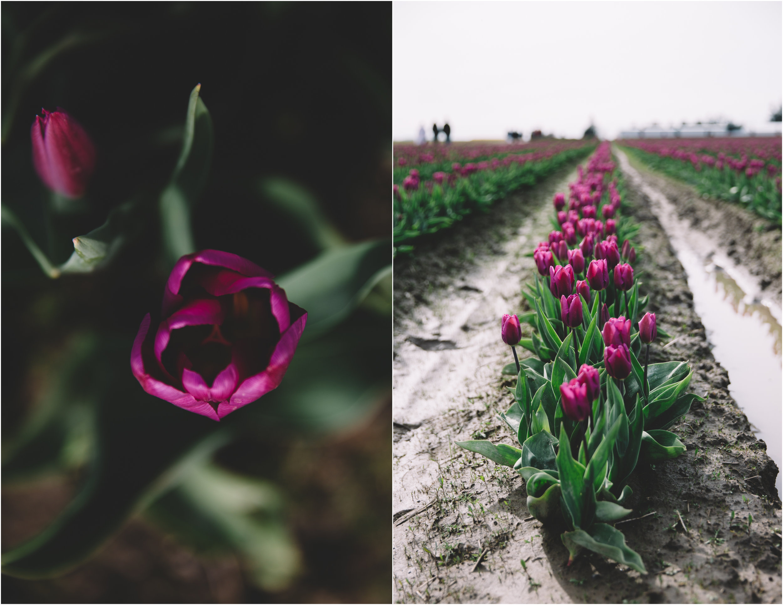 Tulips_4.jpg