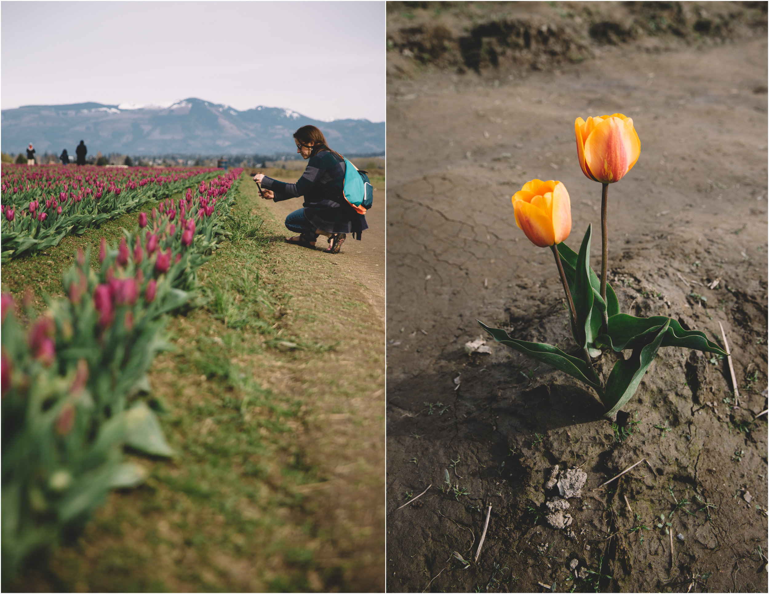 Tulips_5.jpg