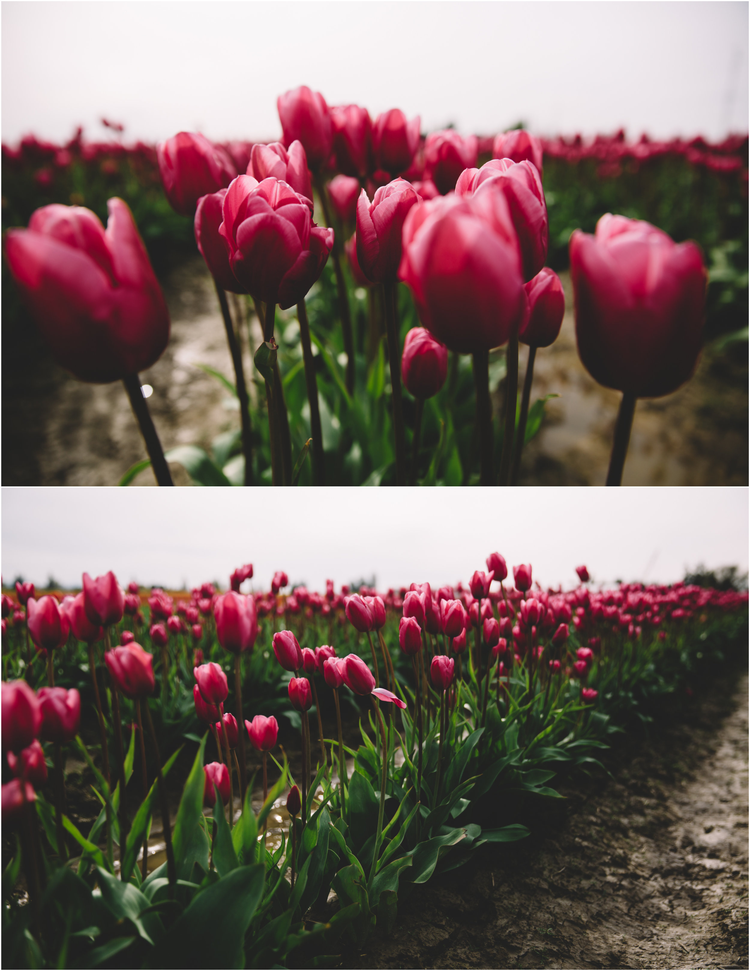 Tulips_9.jpg