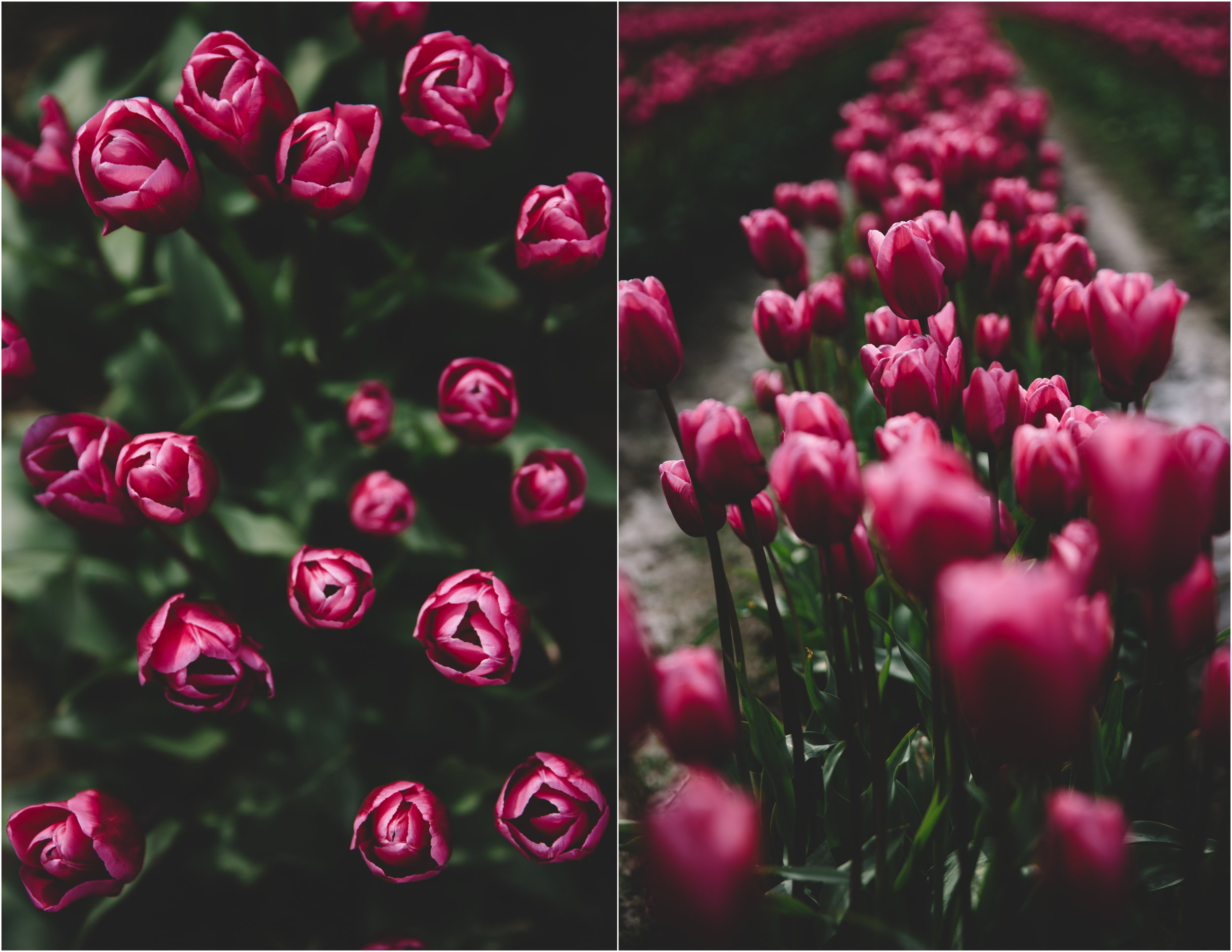 Tulips_10.jpg