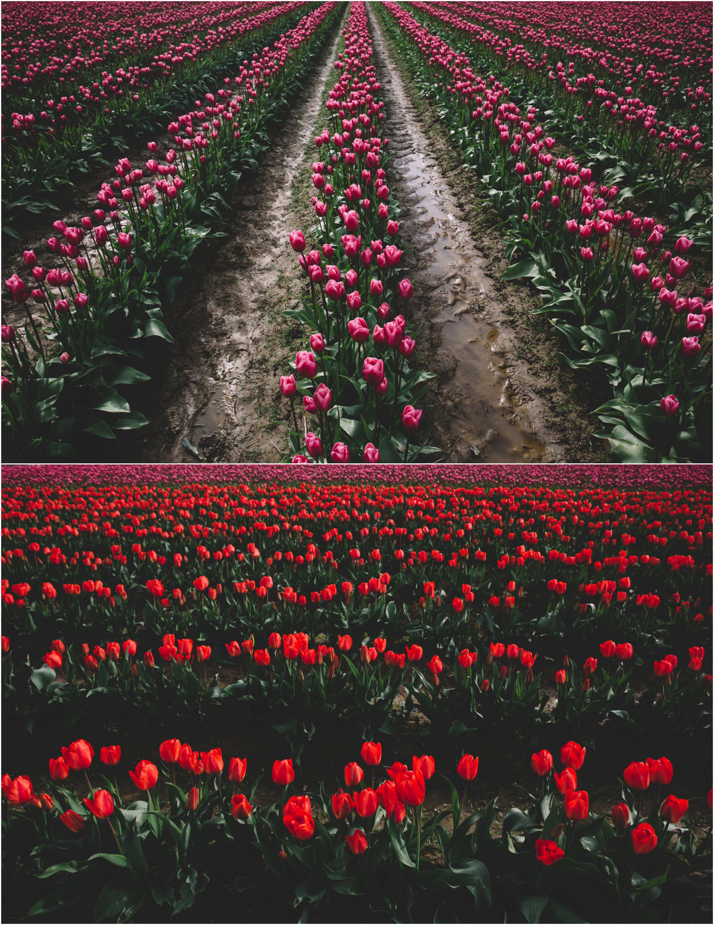 Tulips_11.jpg